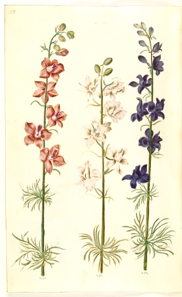 Hans Simon Holtzbecker, Consolida ajacis (have-ridderspore)