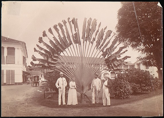 Unknown, Traveller's Palm or Fan Palm, Singapore