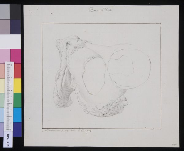 M Houtman, Pelvis