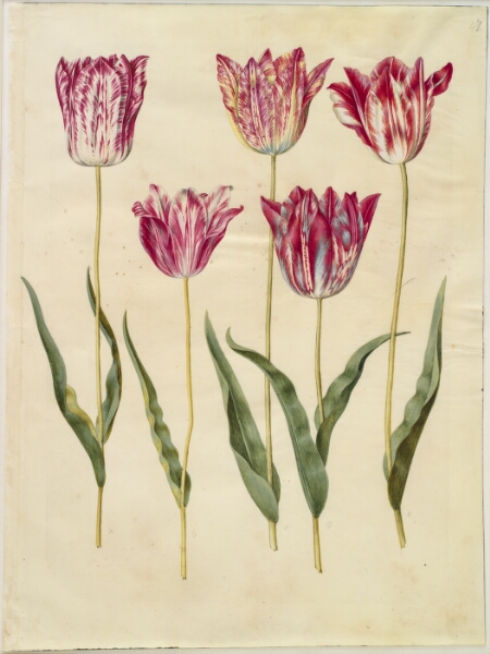 Hans Simon Holtzbecker, Tulipa gesneriana (have-tulipan)