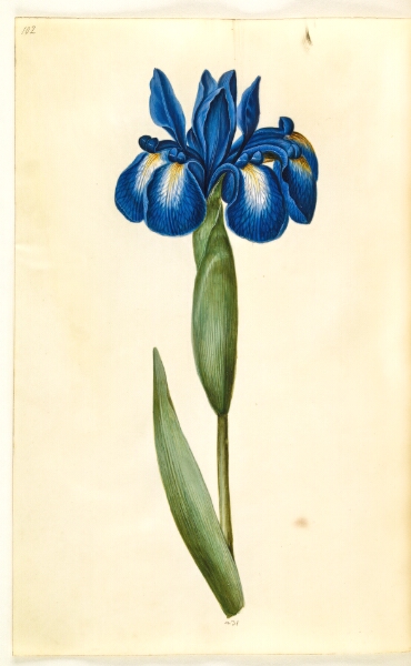 Hans Simon Holtzbecker, Iris latifolia (engelsk iris)