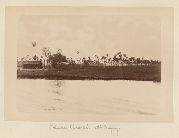 Unknown, Palmeras Caranda. Alto Paraguay