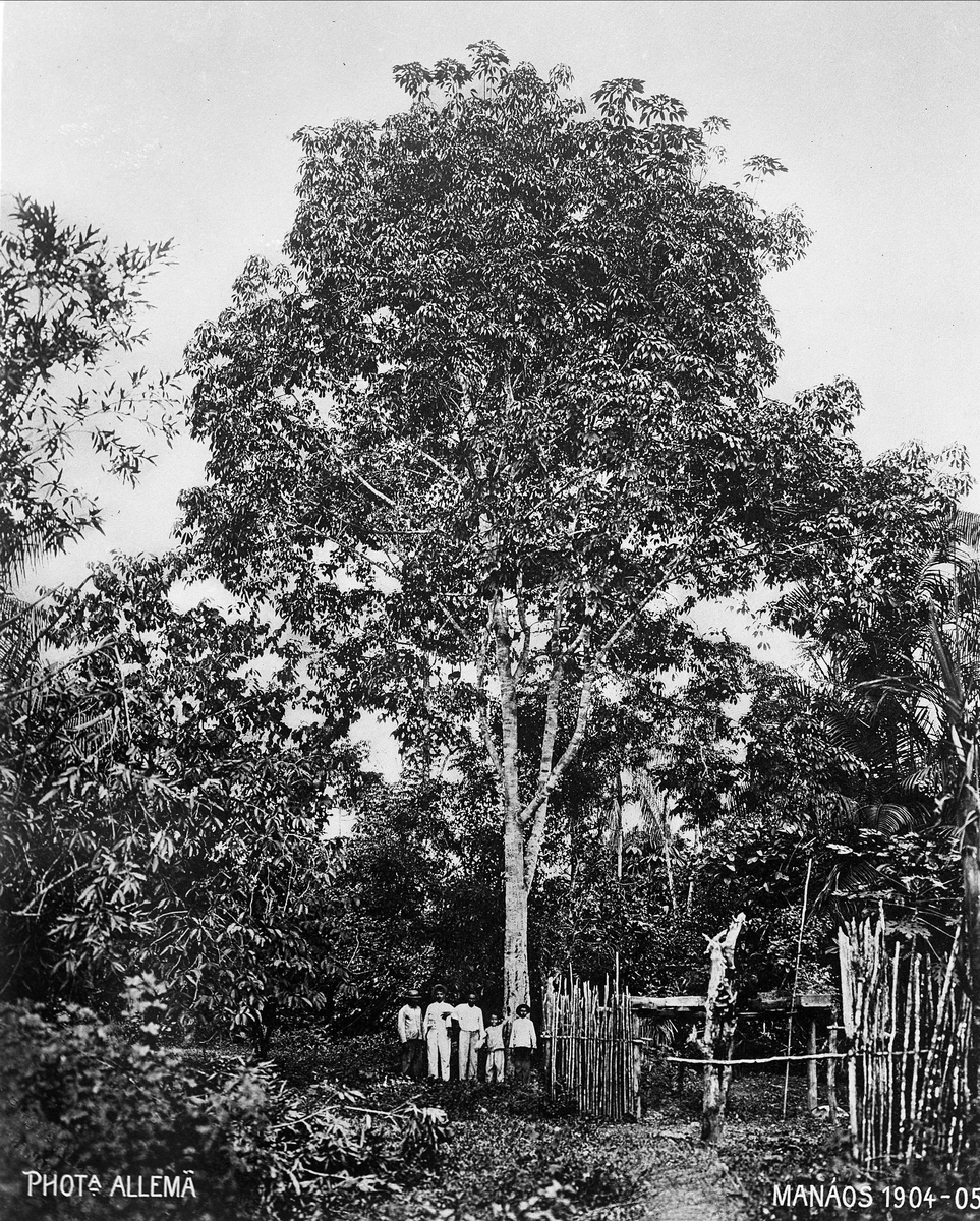 Gustav Borgen, Avfotografering. Gruppe mennesker under et tre, Manáos (Brasil?), 1904-1905. Maleren Backers kopi, 1916.