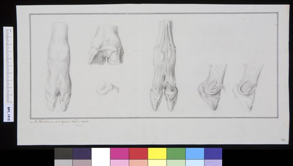 M Houtman, Unidentified subject: bovine feet