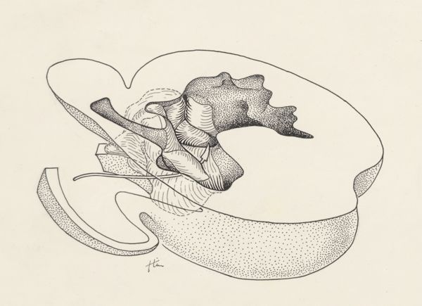 J Tinkelenberg, Reconstruction of the heart of an embryo