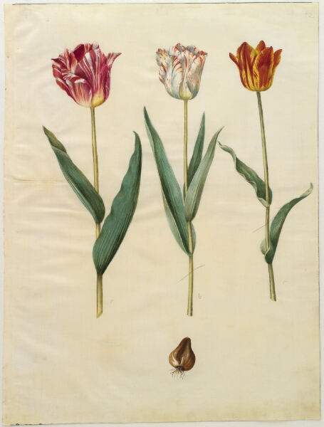 Hans Simon Holtzbecker, Tulipa gesneriana (have-tulipan)