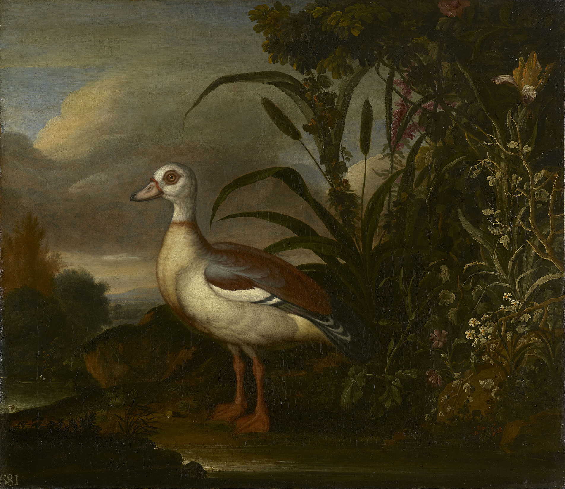 Francis Barlow, An Egyptian Goose