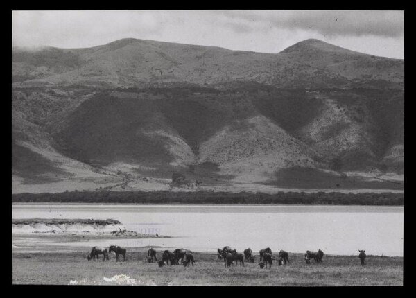 Hinde, John Wilfrid, Water Buffaloes