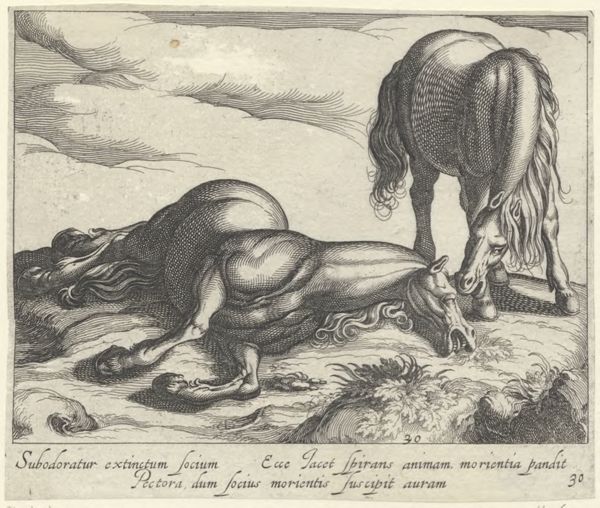Panderen, Egbert van, (1581-1637?), (printmaker), Horse breeds: Landscape with two horses of which one is dead