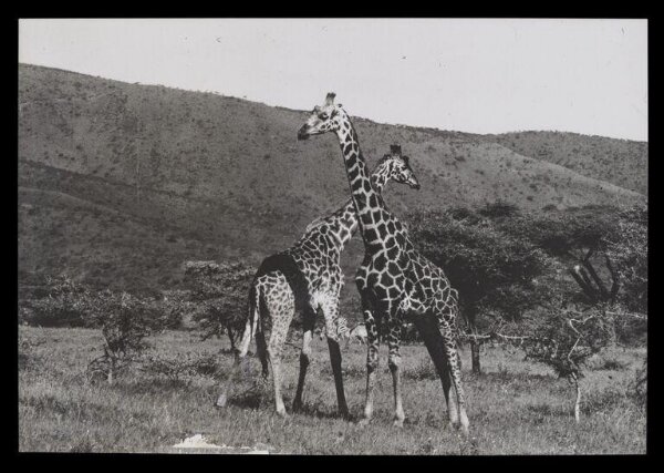 Hinde, John Wilfrid, Two Giraffes