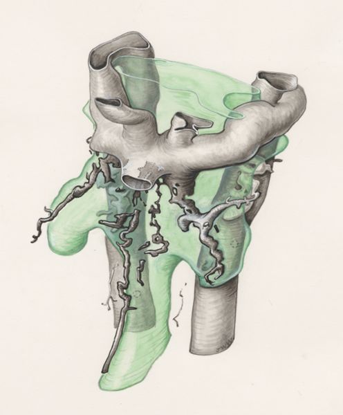 J Wetselaar-Whittaker, Human embryo