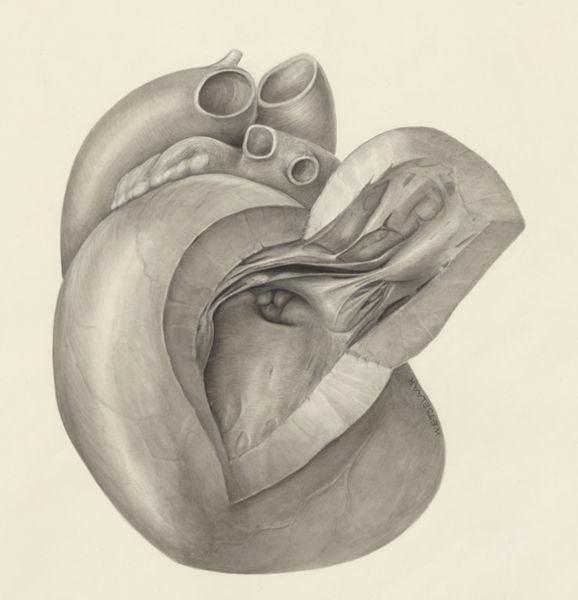 H.G Wetselaar, Heart