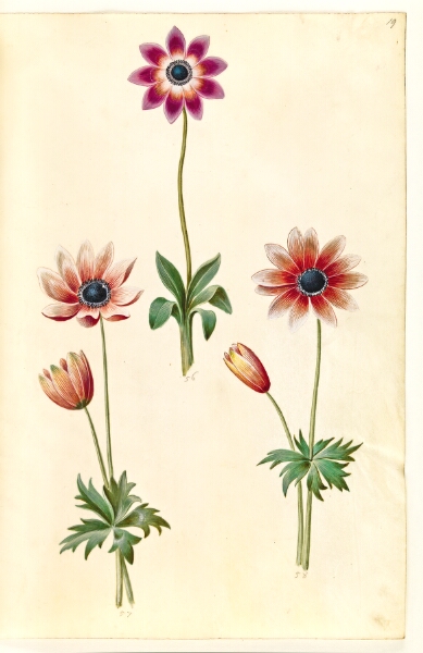 Hans Simon Holtzbecker, Anemone pavonina (påfugle-anemone)
