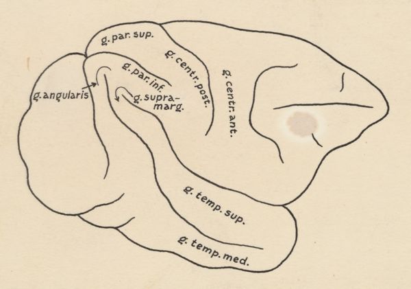 J Tinkelenberg, Part of the central nervous system