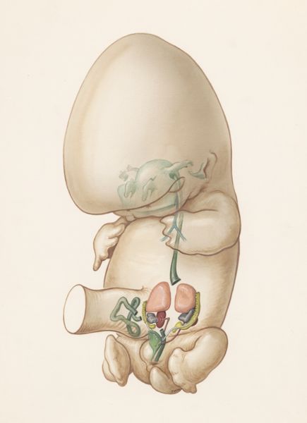 J Wetselaar-Whittaker, Internal organs of a human embryo
