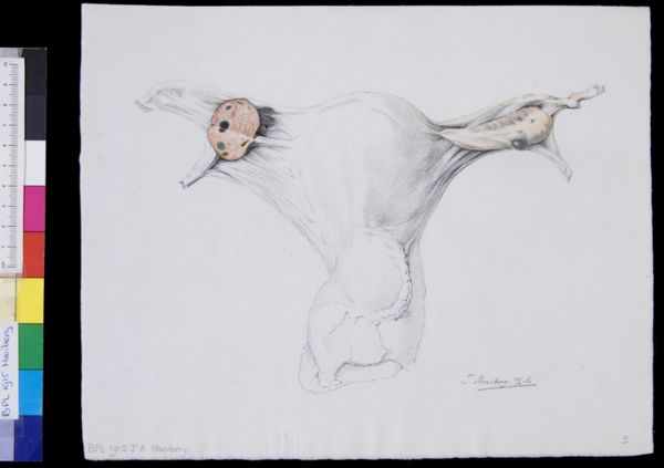 Tiemen Hooiberg, Female reproductive system