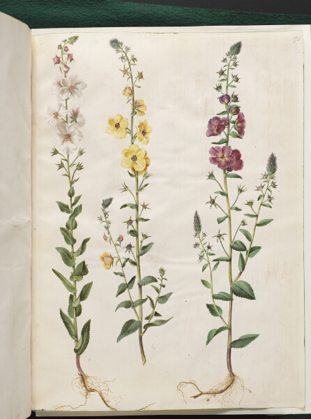 Hans Simon Holtzbecker, Verbascum blattaria (klase-kongelys); Verbascum phoeniceum (purpur-kongelys)