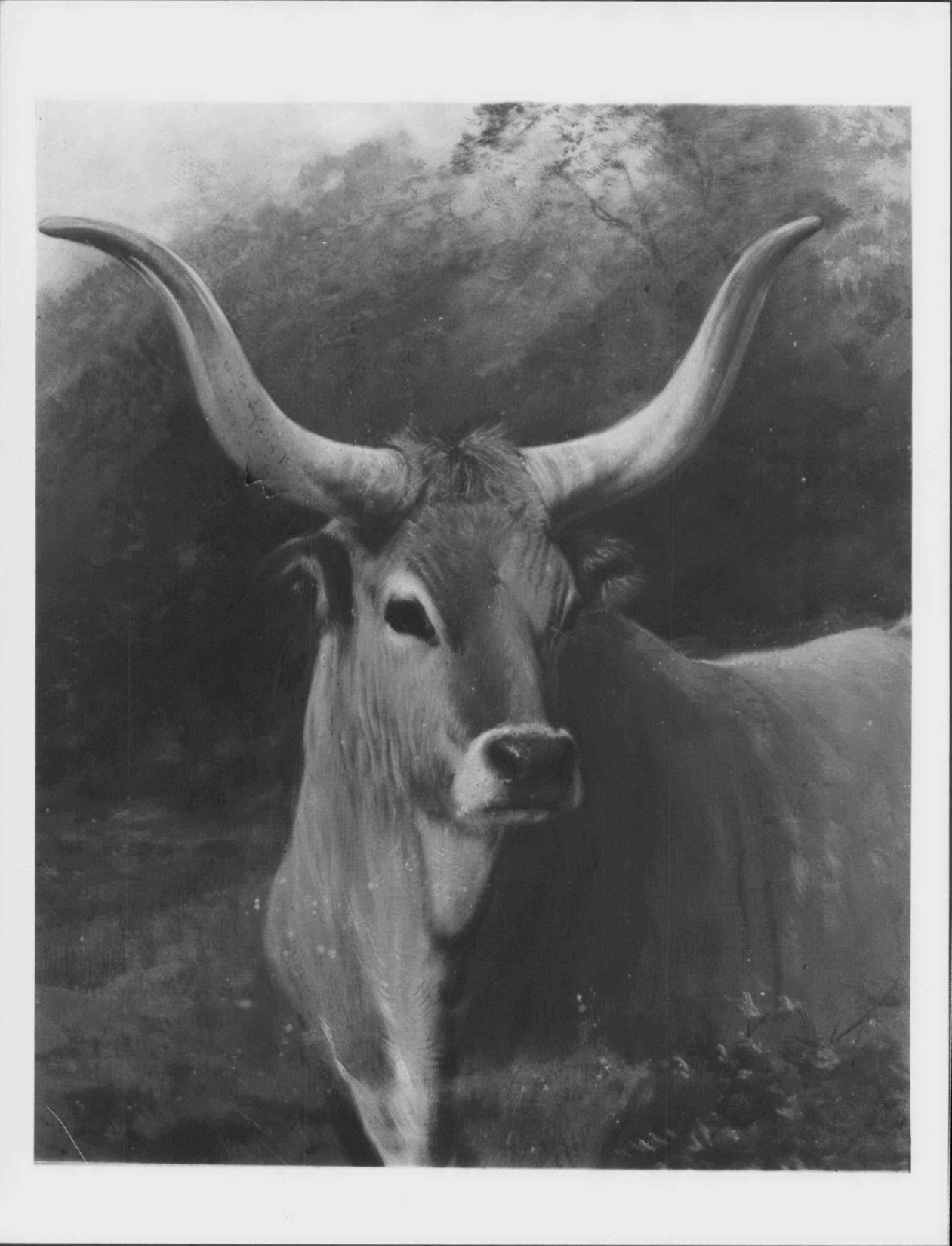 Charles Burton Barber, A Spanish Ox