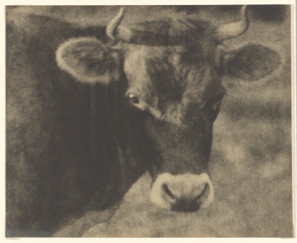 Louis Fleckenstein, [Cow]
