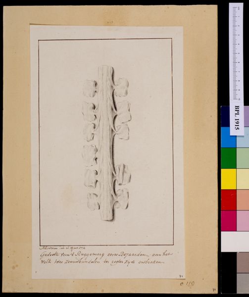M Houtman, Vertebrae