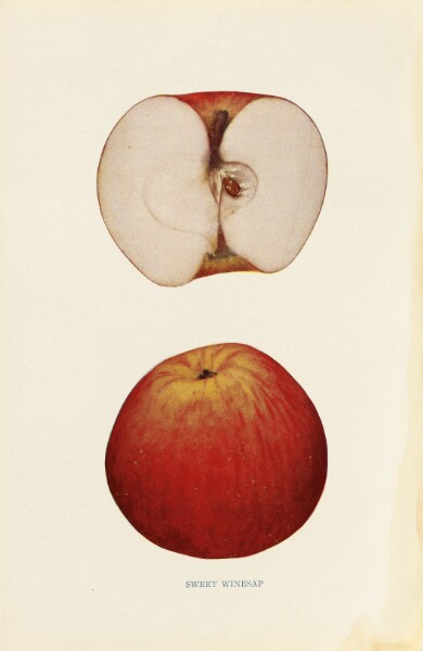 Unknown, Sweet Winesap
