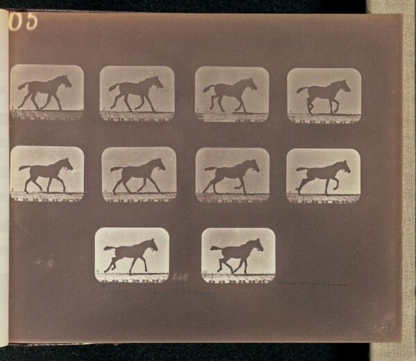 Eadweard J. Muybridge, Trotting - Change to Running
