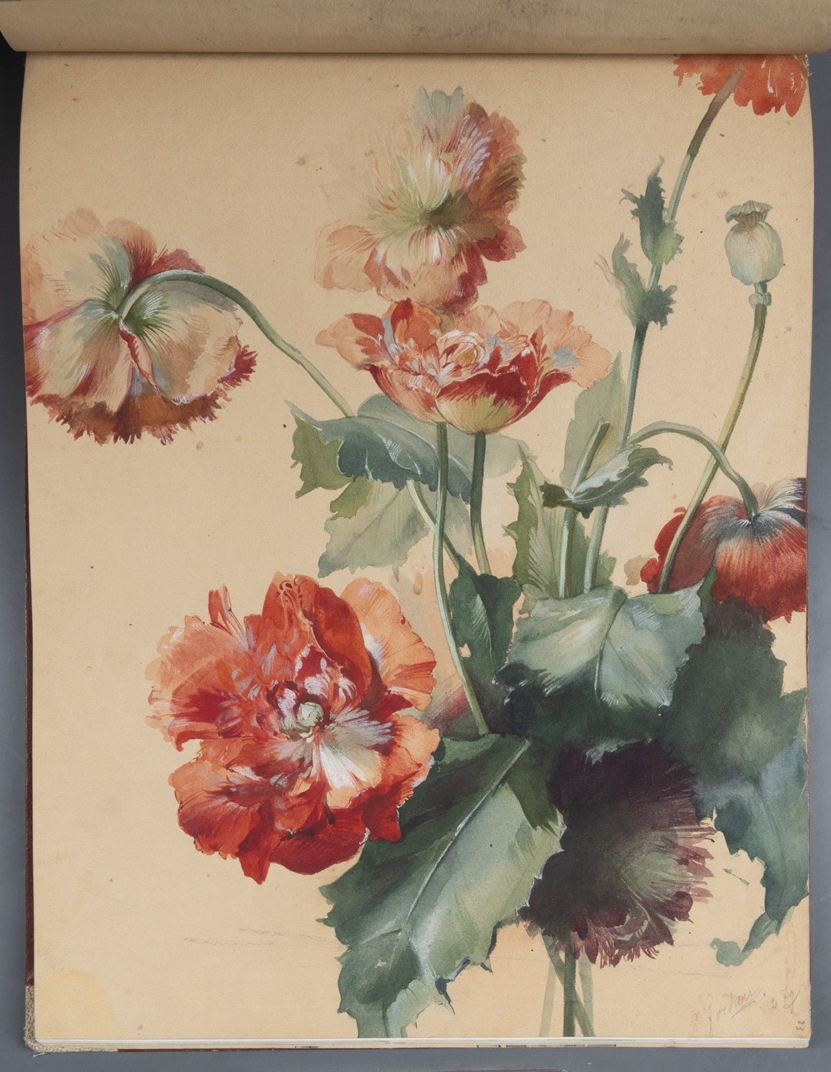 Paul Jordan, Blumen: Mohnblumen