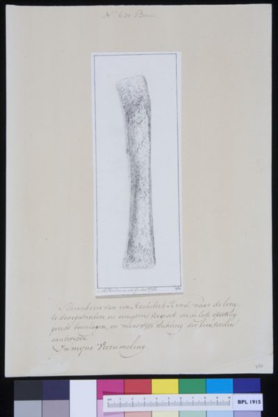 M Houtman, Tibia
