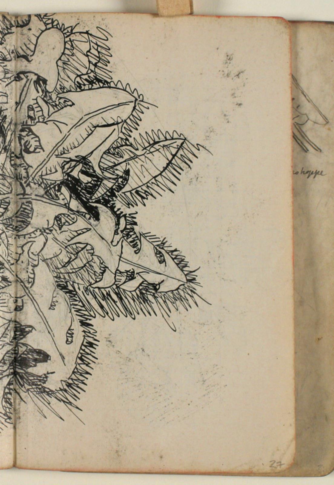 Niels Larsen Stevns, Plantestudie