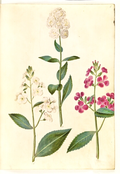 Hans Simon Holtzbecker, Hesperis matronalis (almindelig aftenstjerne)