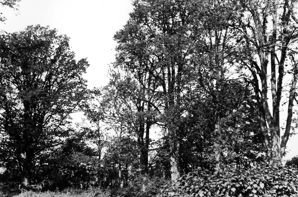 Eric von Rosen, Hova rectory, the garden.