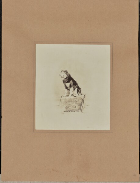 Unknown, [Portrait of dog]