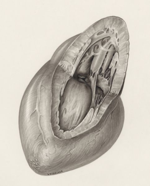 H.G Wetselaar, Heart