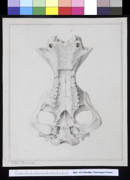 Poster, H.J, (active, Animals: unidentified animal, skull
