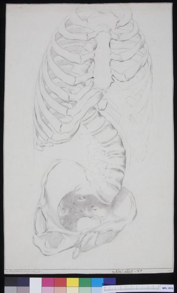 M Houtman, Skeleton: hips and ribs
