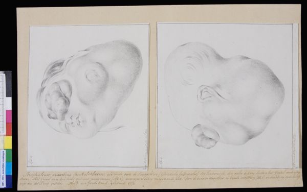M Houtman, Glands