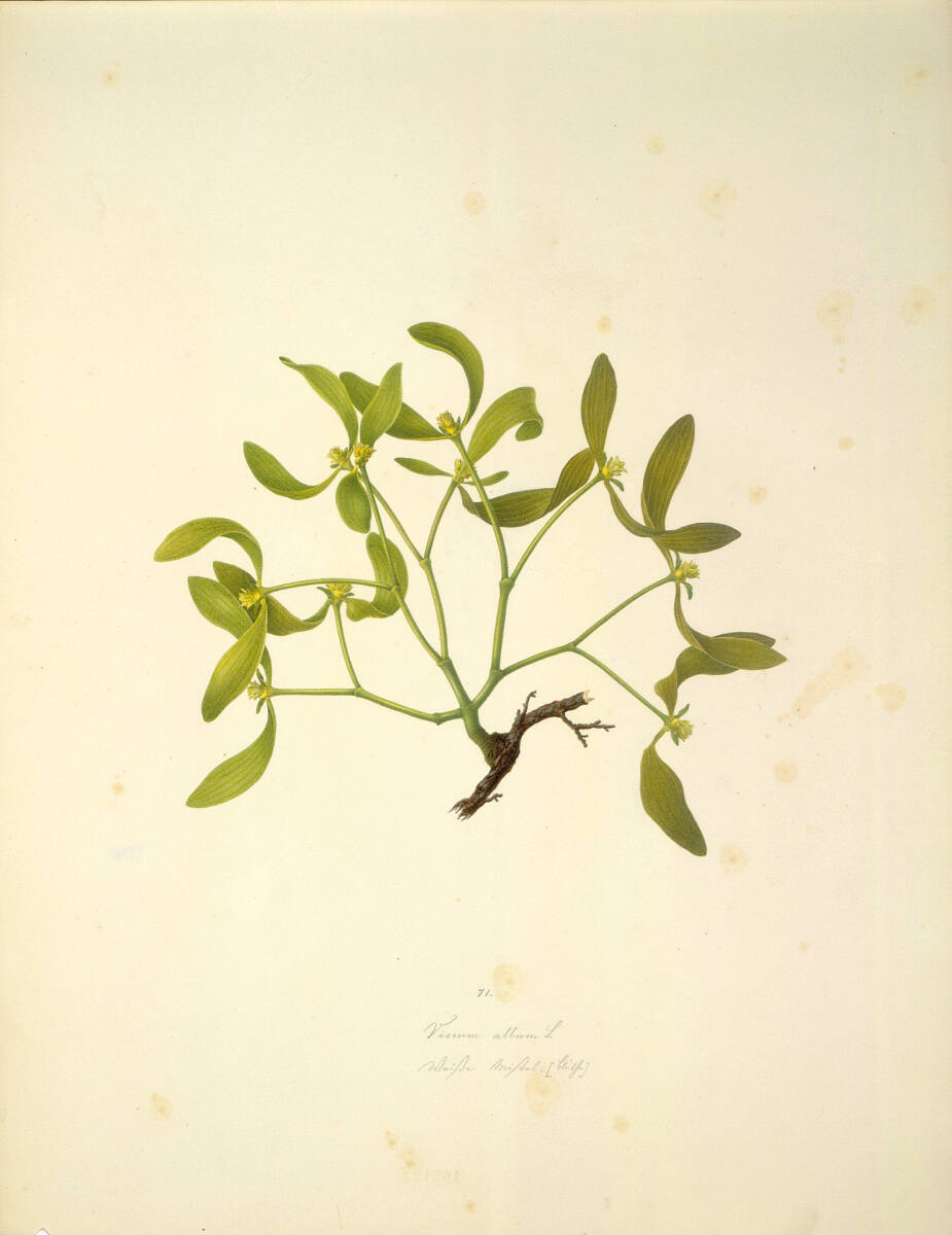 AugustRokert, Viscum album L - Weiße Mistel (Blüte)
