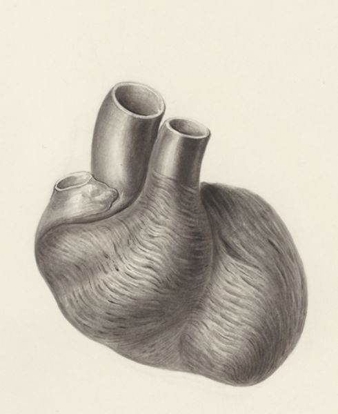 H.G Wetselaar, Heart