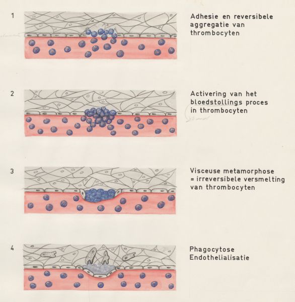 J Tinkelenberg, Four functions of platelets
