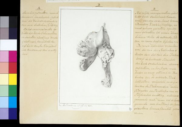 M Houtman, Animals: skull of calf with two heads
