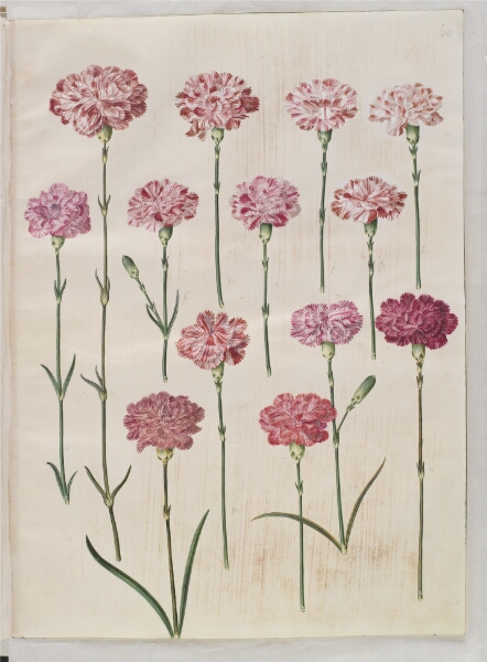 Hans Simon Holtzbecker, Dianthus caryophyllus (have-nellike)