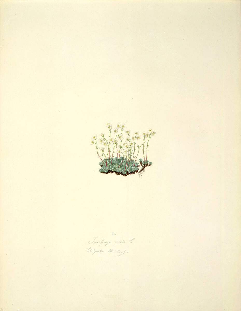 AugustRokert, Saxifraga caesia L - Blaugrüner Steinbrech