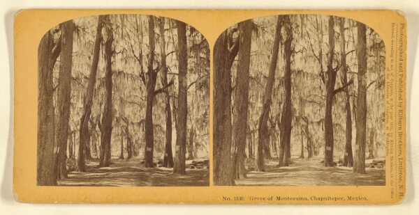 Benjamin West Kilburn, Grove of Montezuma, Chapultepec, Mexico.