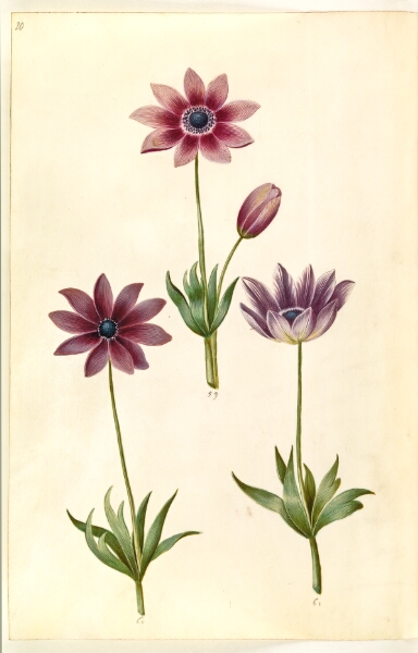 Hans Simon Holtzbecker, Anemone pavonina (påfugle-anemone)