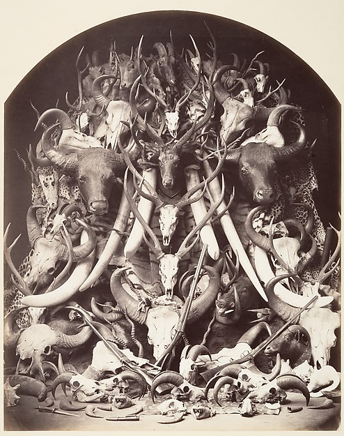 Unknown, Hunting Trophies