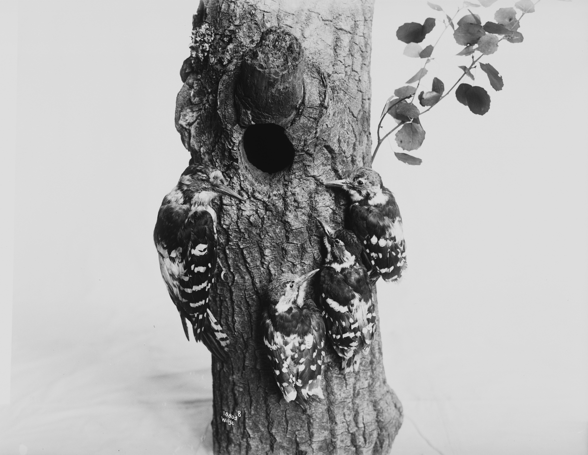 Anders Beer Wilse, Prot: Fugler for Tøien Museet