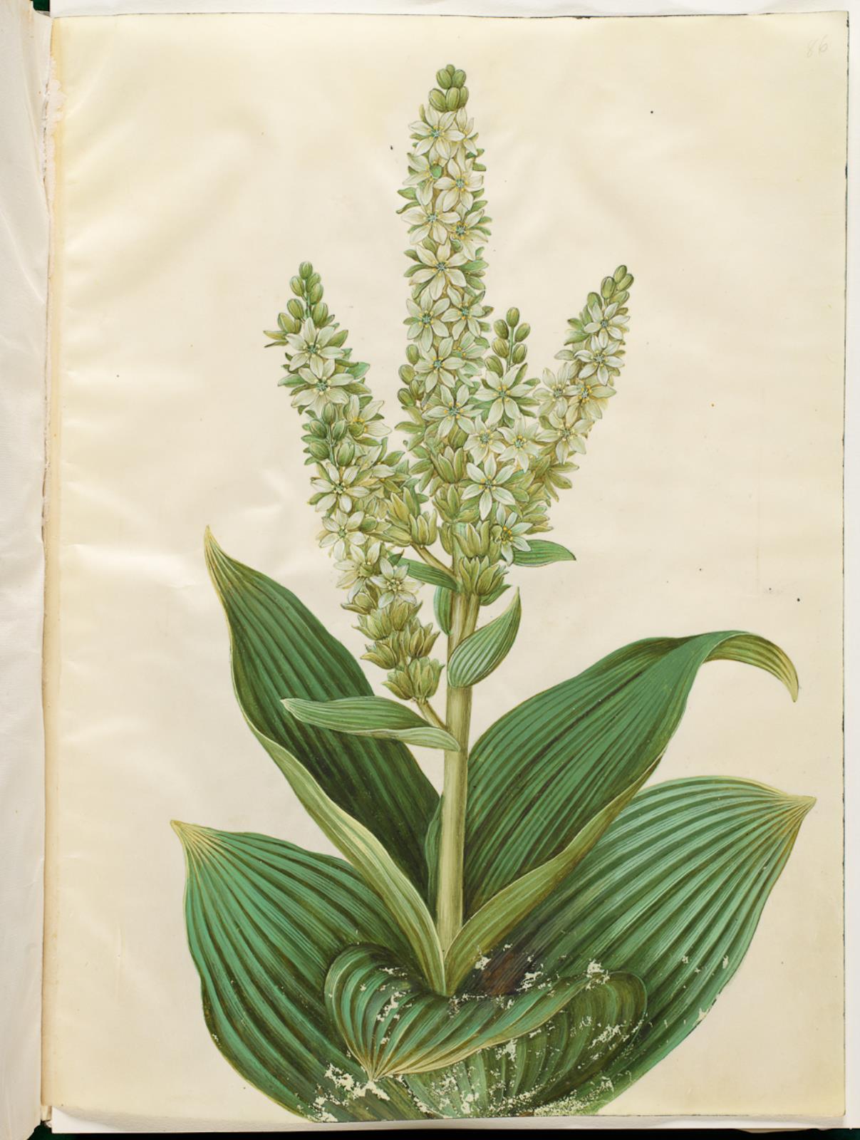 Hans Simon Holtzbecker, Veratrum album (hvid foldblad)