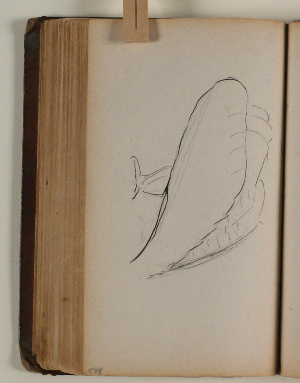 Niels Larsen Stevns, Studie af grib