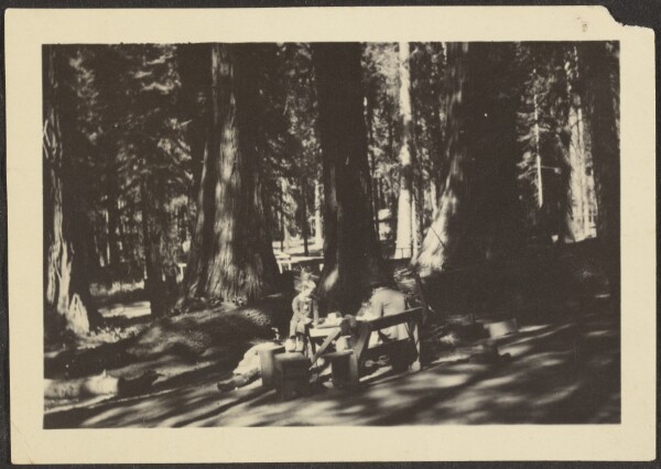 Louis Fleckenstein, [Forest Clearing]
