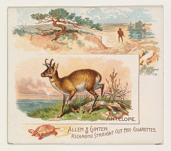 Allen & Ginter, Antelope, from Quadrupeds series (N41) for Allen & Ginter Cigarettes